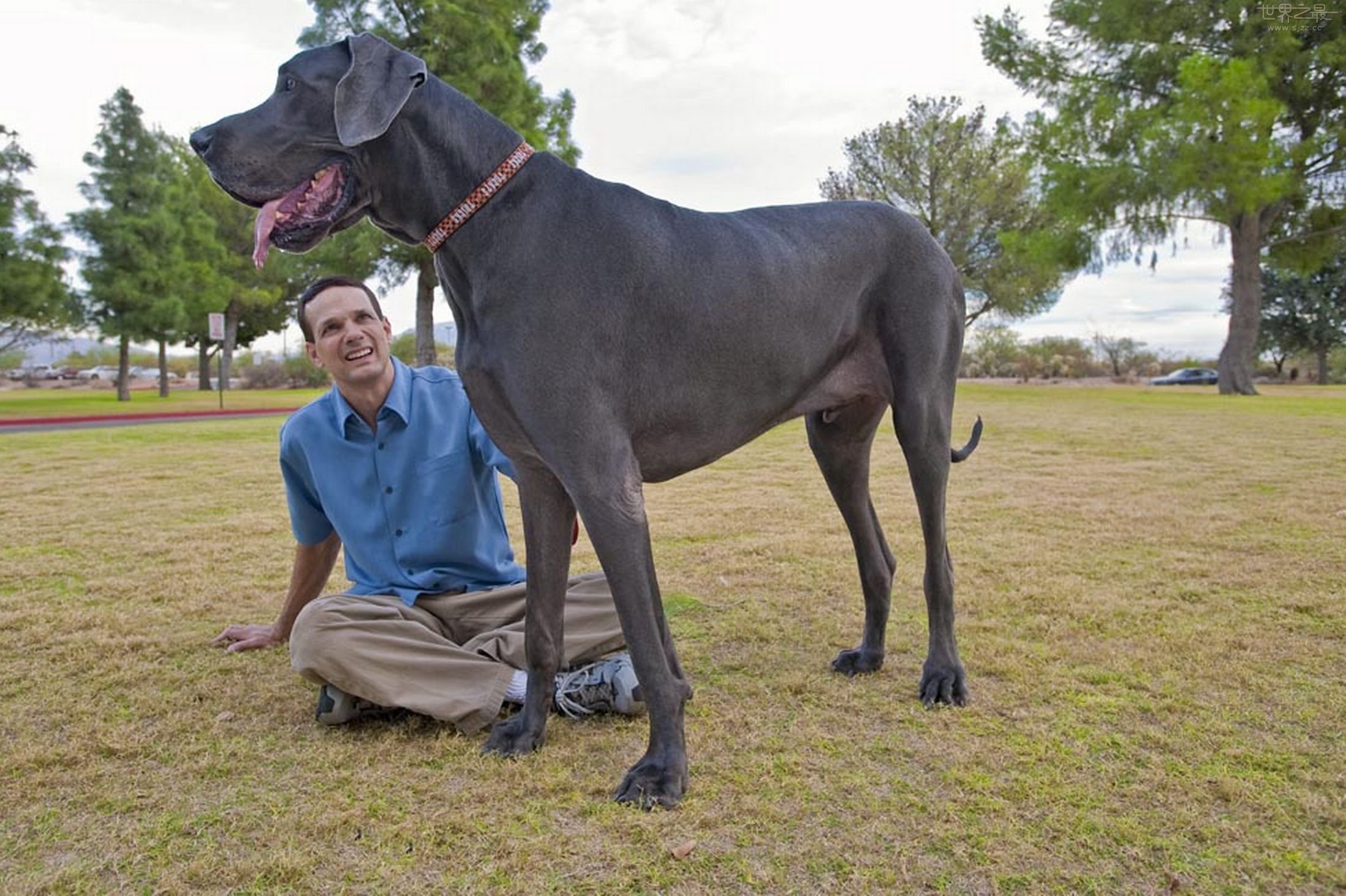 世界上最高的狗