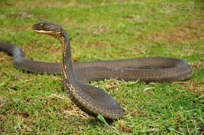 世界上毒性最大的蛇