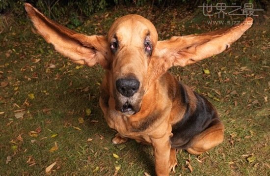 世界上耳朵最长的狗