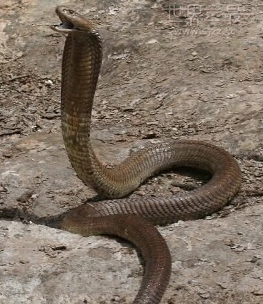 世界上最大的眼镜蛇