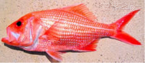 世界上寿命最长的红衫鱼