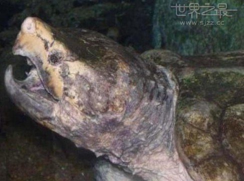 世界上最大的鳄鱼龟