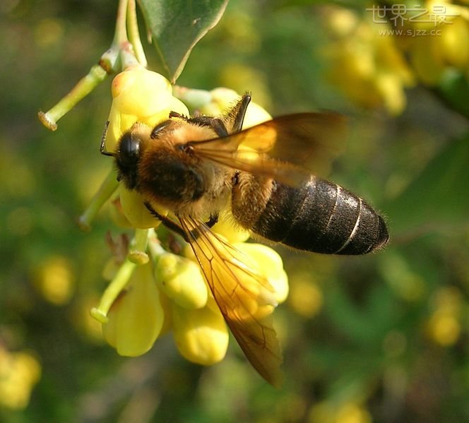 世界上最大的蜜蜂