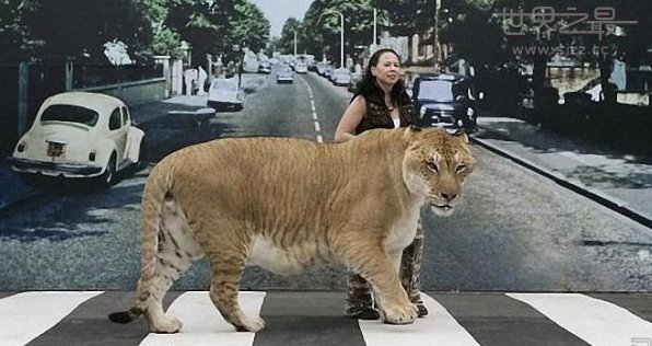世界最大的猫科动物