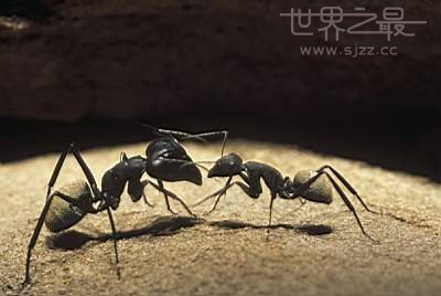 世界上最大的蚂蚁