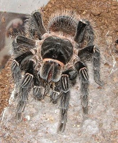 世界上最重的蜘蛛