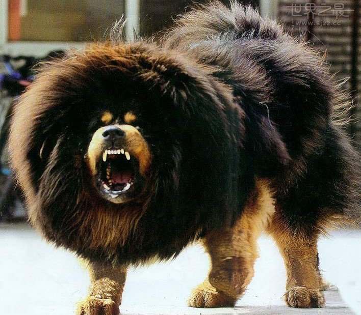 世界上最大的狗种