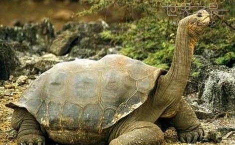 世界上最大的象龟