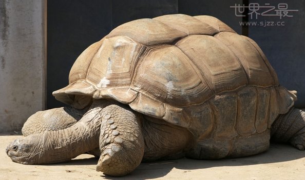 世界上最大的象龟