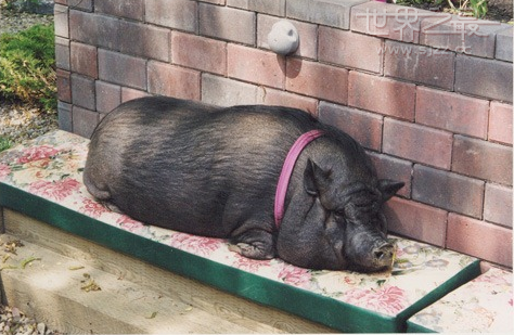 世界上寿命最长的猪