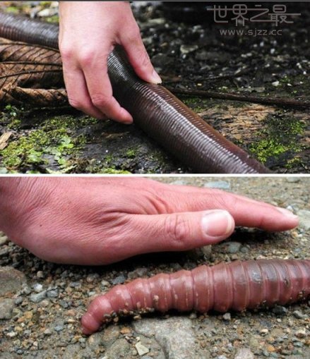 世界上最大的蚯蚓