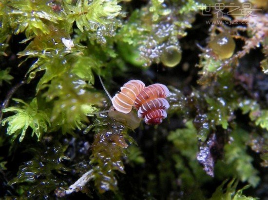 世界上最小的蜗牛