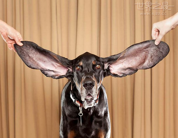 世界上最长耳朵的狗