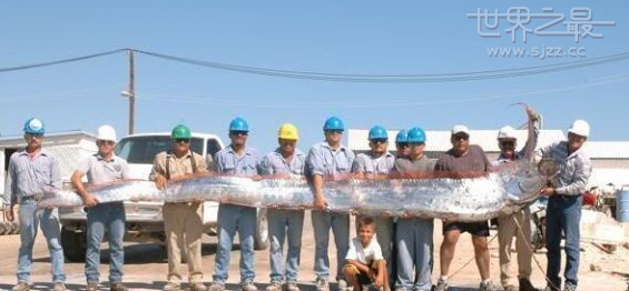 世界最长的皇带鱼