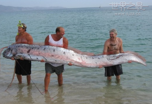 世界最长的皇带鱼