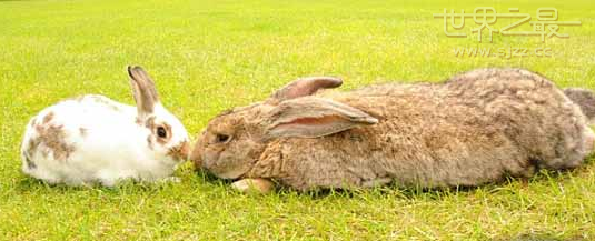 世界最长兔子