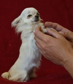 世界上最小的宠物狗