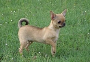 世界上最小的狗排行
