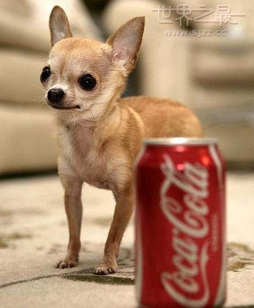 世界上最小的宠物狗