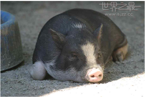 世界上最长寿的克隆猪