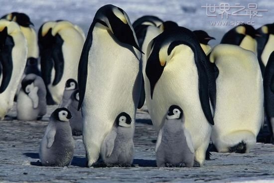 世界上最高的企鹅