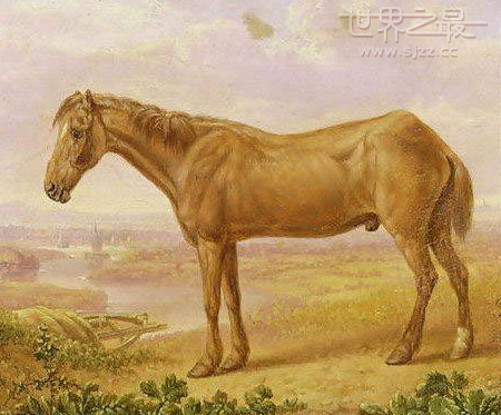 世界上最长寿的马