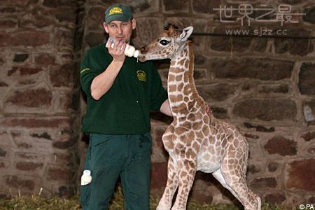 世界上最小的长颈鹿