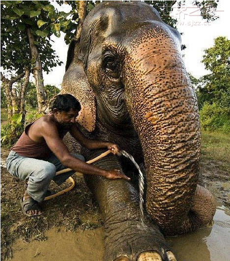 世界上最长寿的大象