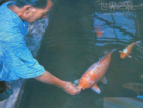 世界上最长寿的鲤鱼