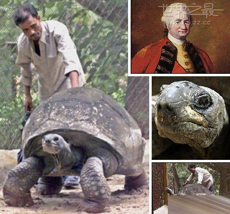 世界上最长寿的乌龟