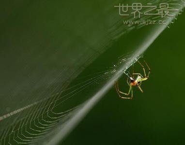 世界上最小的蜘蛛