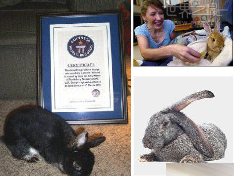 世界上最长寿的兔子