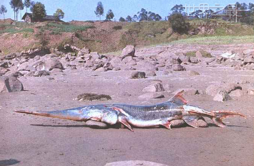 世界上最长的淡水鱼