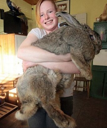世界上最重的兔子