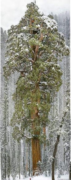 世界上最大的树,谢尔曼将军树