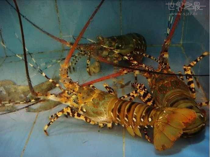 世界上最重的虾