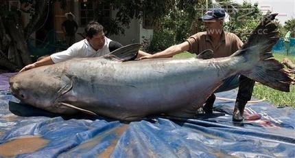 世界最大鲶鱼