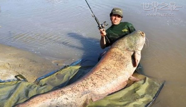世界最大鲶鱼