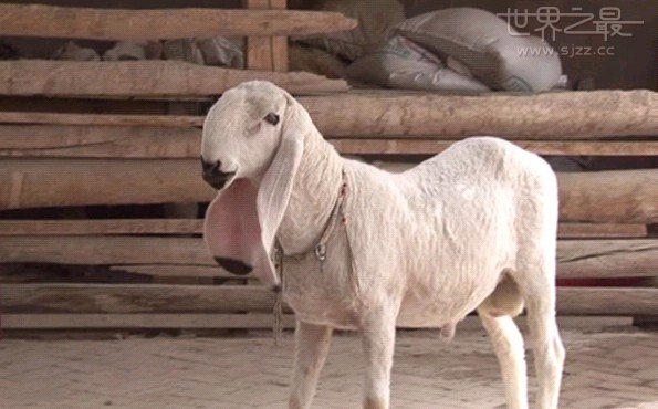 世界上最贵的刀郎羊