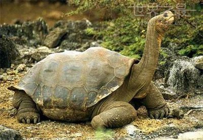世界上最重的乌龟 世界上最重的象龟