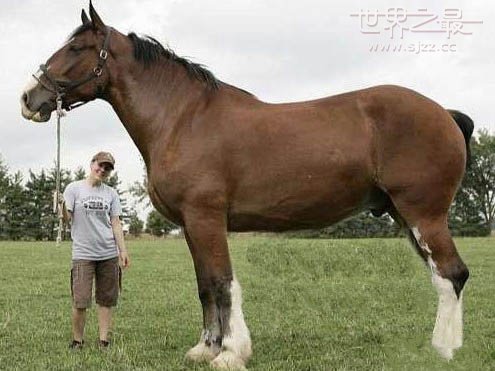世界上最高的马