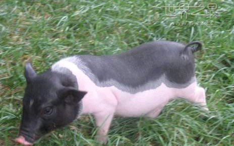 世界上最贵的猪