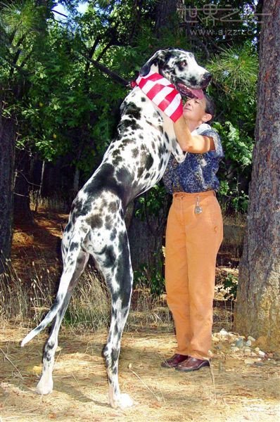 世界上最大最高的狗