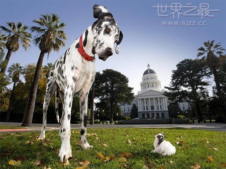 世界上最大的狗吉布森和最小的狗布布相聚