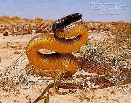 世界十大毒蛇