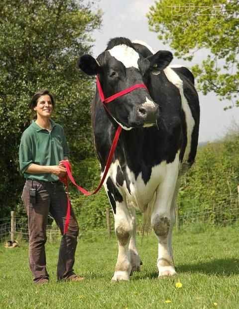 世界上最重的奶牛