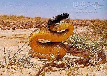 世界上年龄最大的蛇