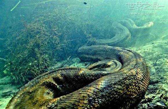 世界上发现最大的蛇