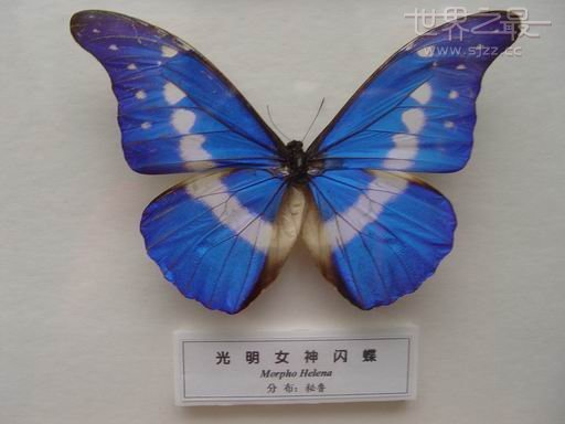 世界上最贵的蝴蝶