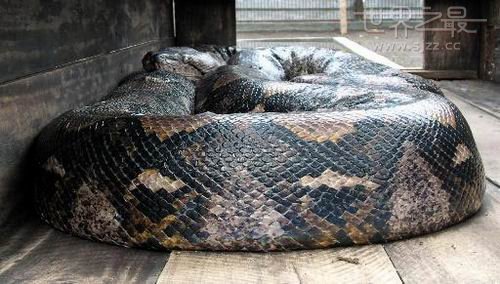 世界上最重的蛇